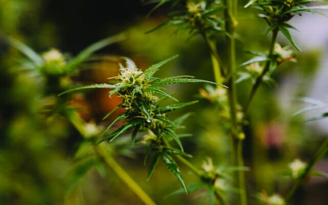 Terpene, Cannabinoide und der Entourage Effekt