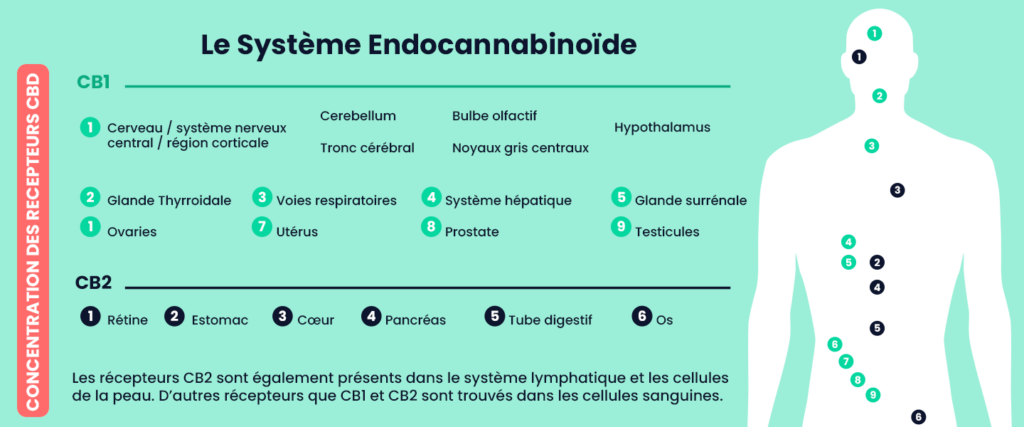 Les recepteurs CB1 et CB2 du systeme endocannibinoide et l'effet CBD immédiat