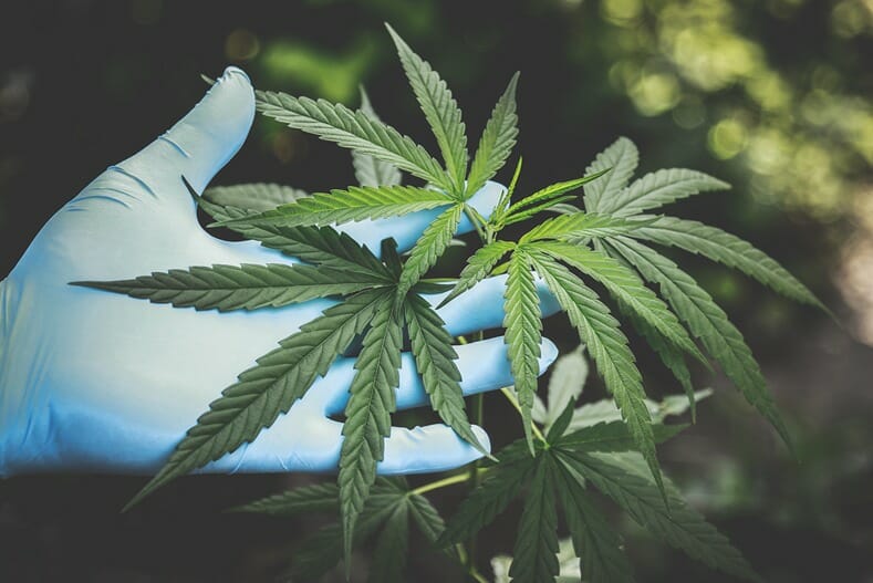 Plusieurs feuilles de cannabis à haute teneur en CBD et CBG dans une main