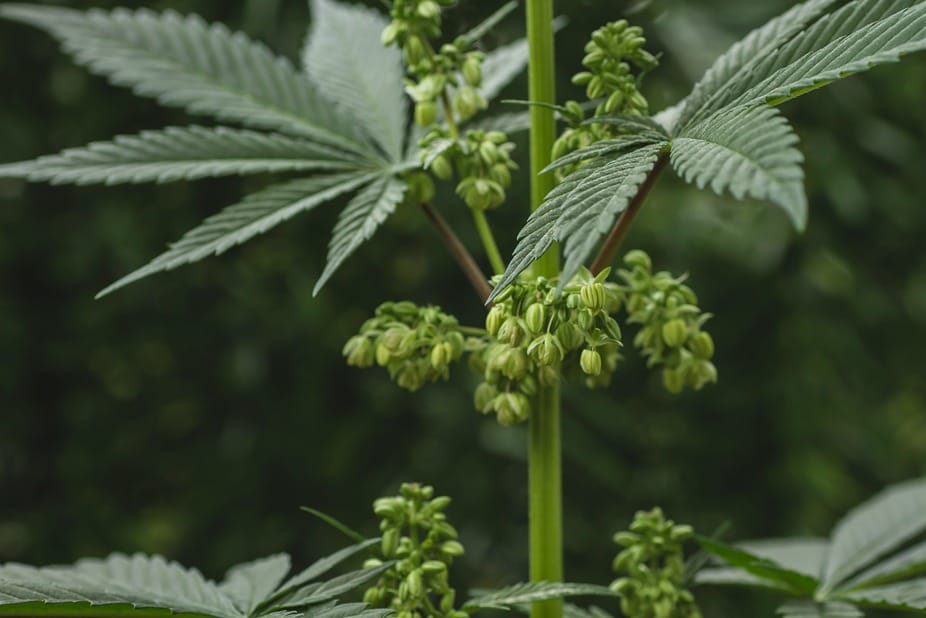 Image de la phase de floraison d'un plant de cannabis mâle, montrant les bourgeons.