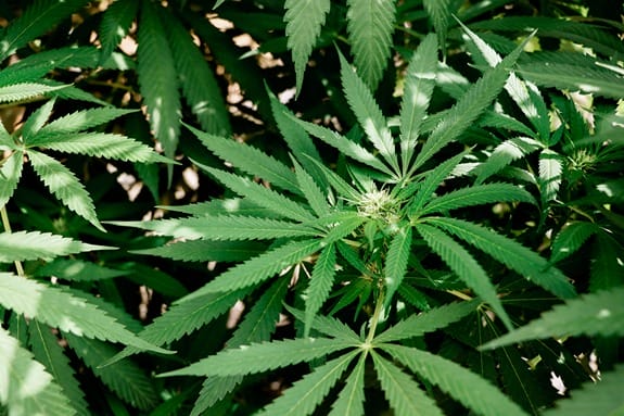 Plantes de cannabis ensoleillées