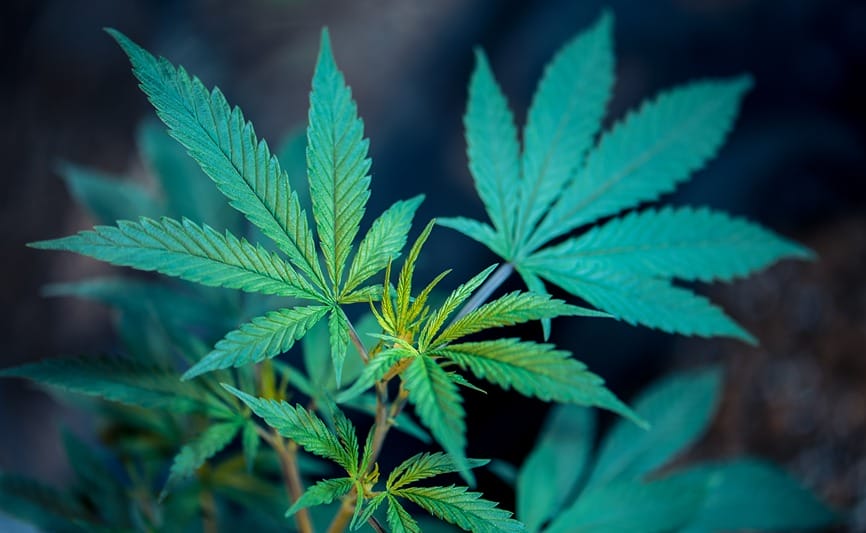 Gros plan sur une plante de cannabis comportant du THC