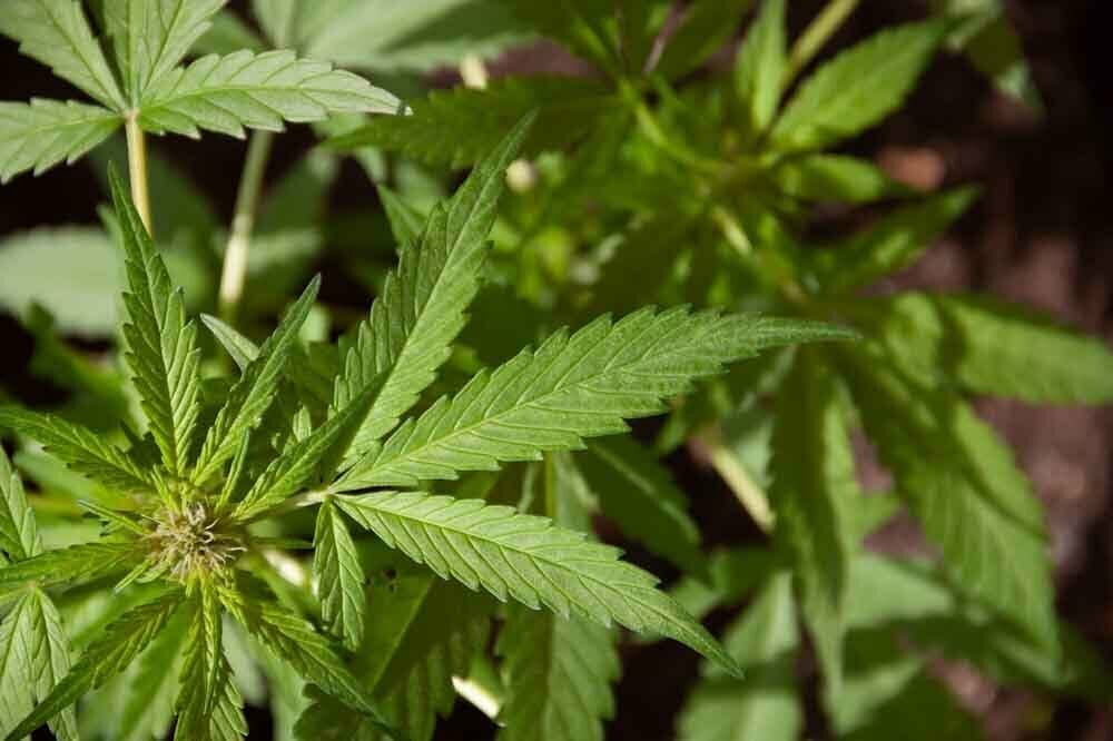 Plante de cannabis à hautre teneur en THC prise depuis le dessus