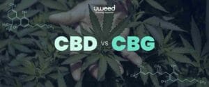 CBD vs CBG: quelles sont les différences ?