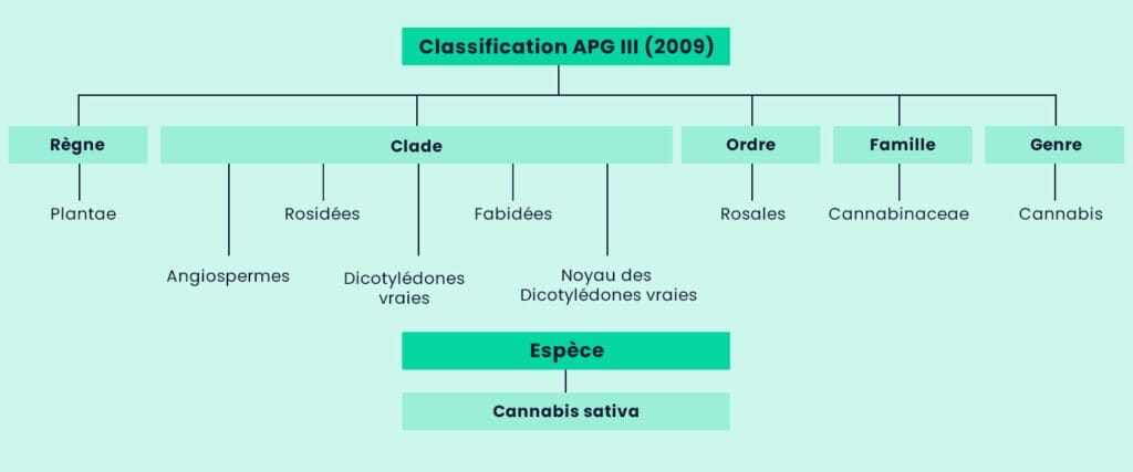 La classification du chanvre sous forme de schéma