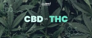 CBD et THC : Quelles sont les différences et similarités ?