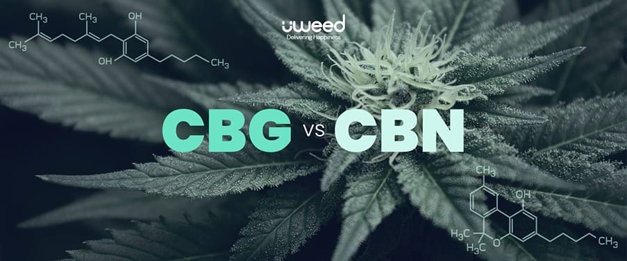CBG & CBN, Quelles différences ?