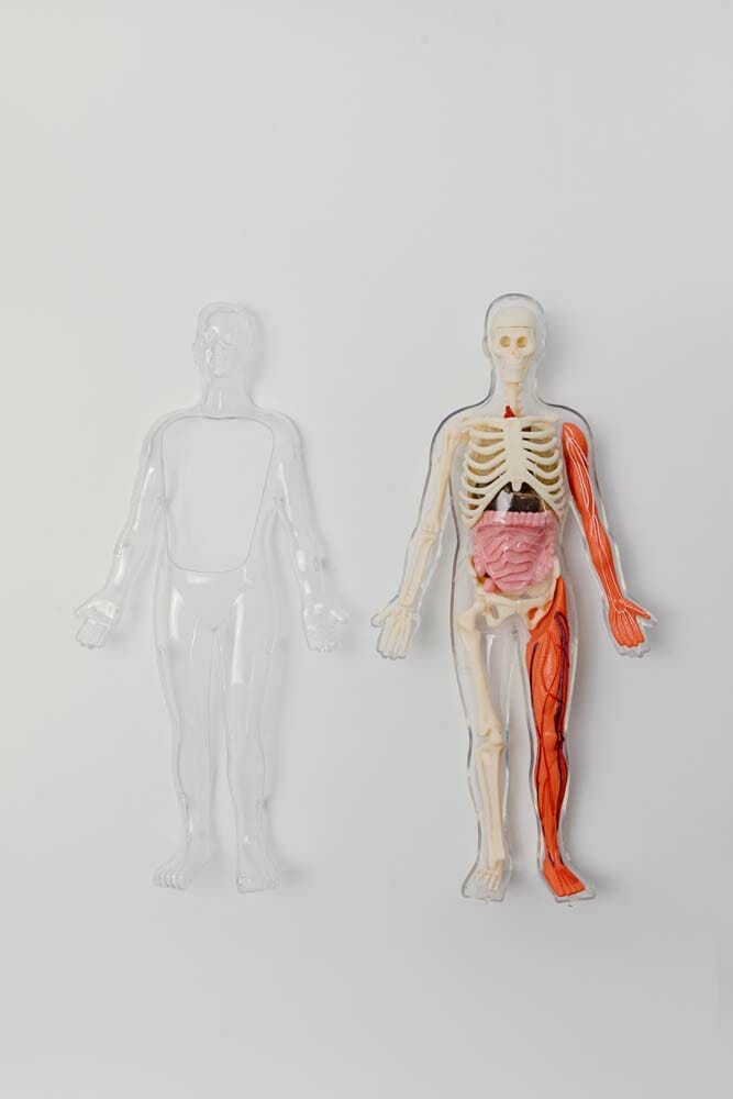 La representation du corps humain via une figurine